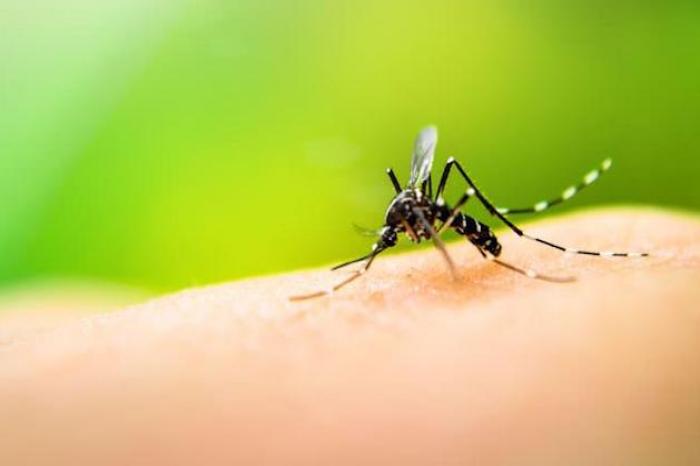MÃ©xico registra dos mil 925 casos de dengue y 11 defunciones
