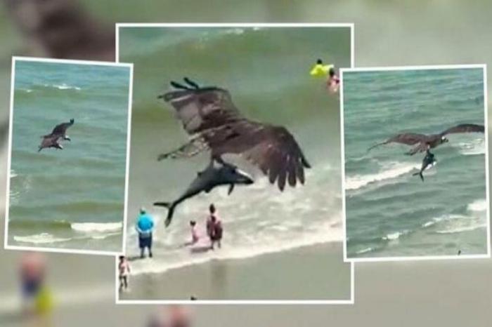 Captan a águila sobrevolando con un tiburón entre sus garras