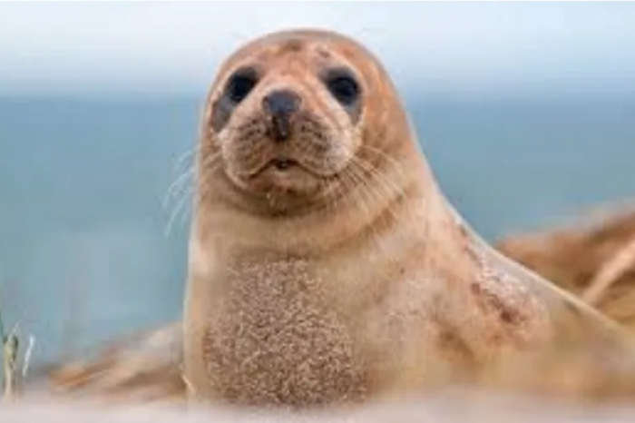 Turistas golpean a foca para tomarse fotos con ella