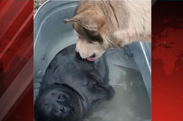Perro rescata a una foca bebé