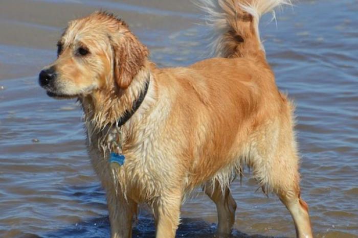 Perrita recorre 100 kilómetros para volver a la antigua casa de su familia