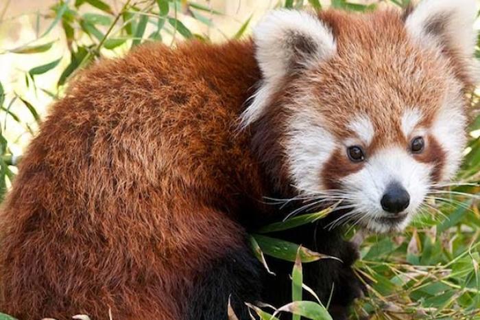Denuncian desaparición de raro ejemplar de oso panda