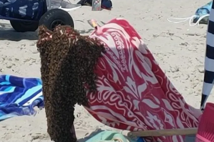 Invasión de abejas en playa de Nueva Jersey en Estados Unidos