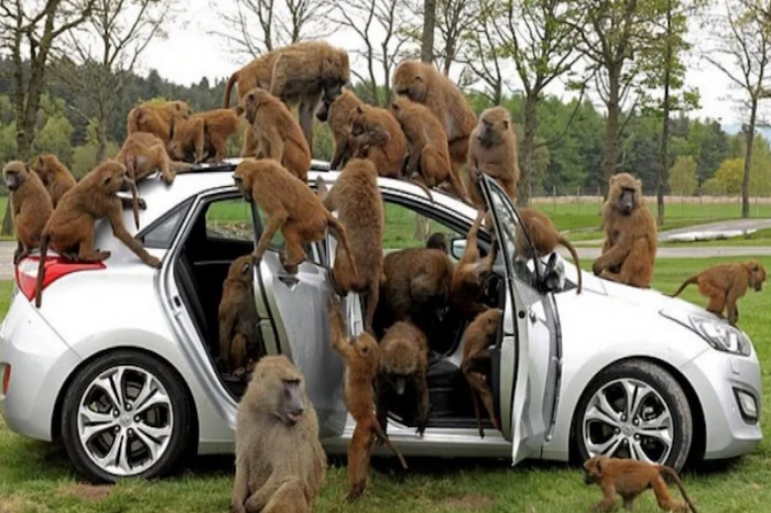 Monos escapan de un safari, hacen destrozos en las calles