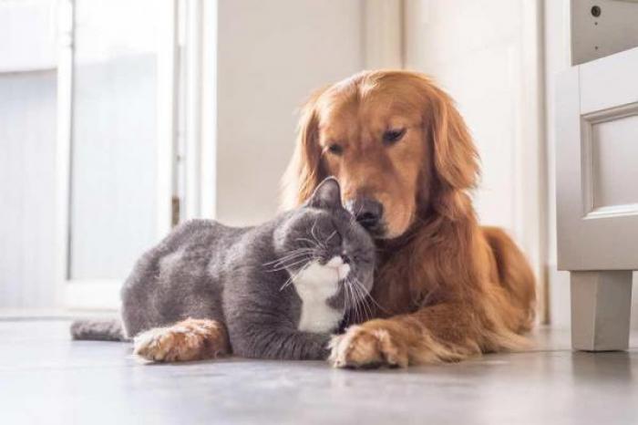 Desmienten rivalidad innata entre perros y gatos