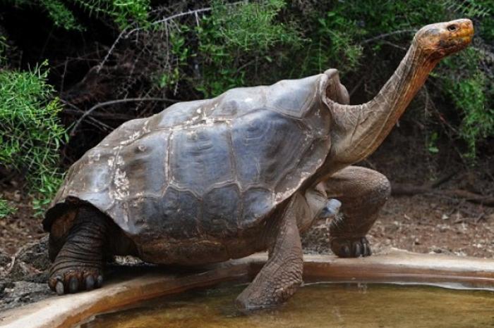 La tortuga que salvó a su especie de extinción 