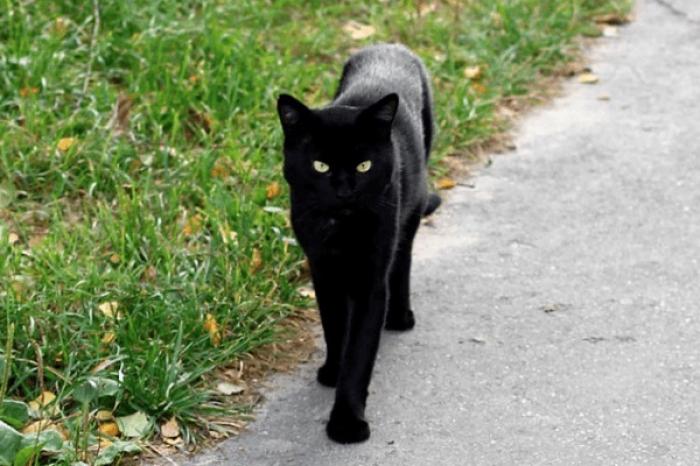 Supersticiones y mitos sobre los gatos negros