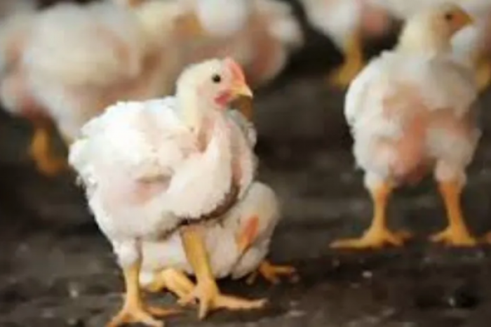 Convierten escuela en granja de pollos
