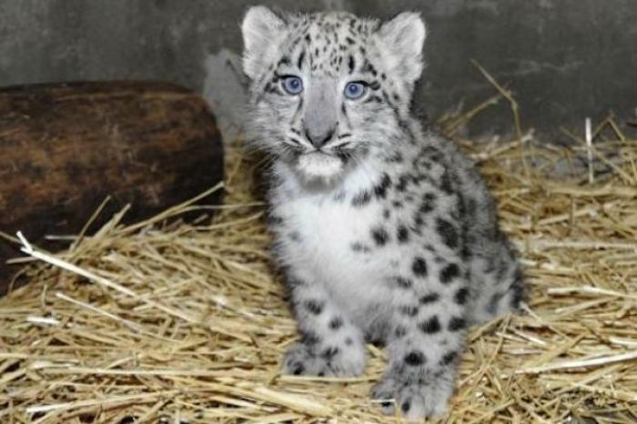Rescatan a bebé leopardo de un pozo