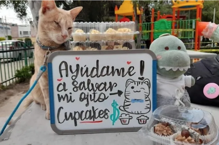 Gatito que vende cupcakes para salvarse de quedar ciego