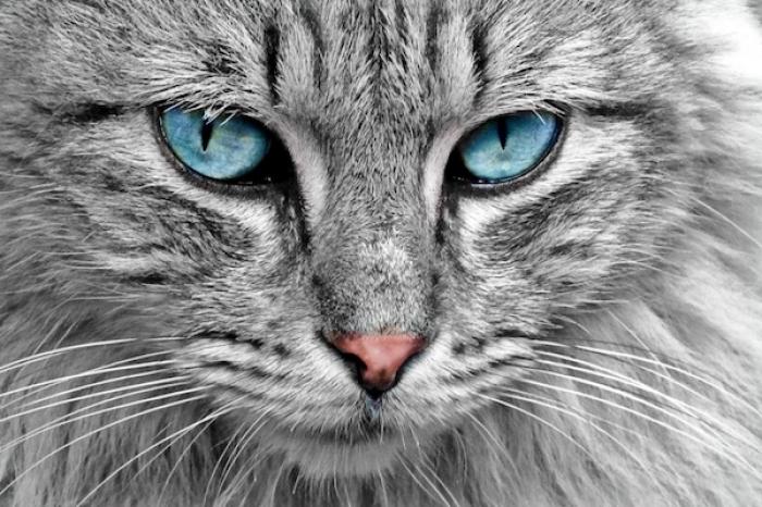 Cómo detectar problemas de visión en los gatos