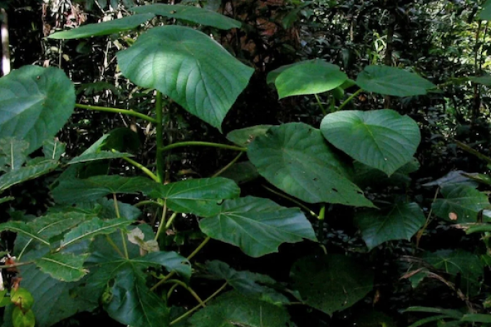 Picadura de árbol venenoso es tan dolorosa como la de las arañas