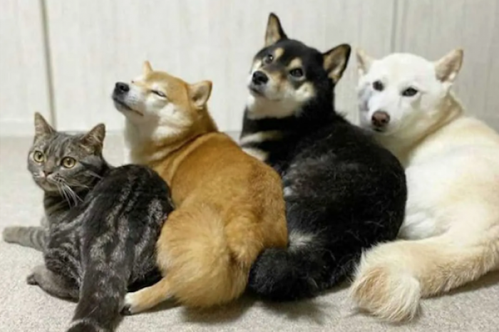 Gatita vive con tres perros y se comporta como ellos