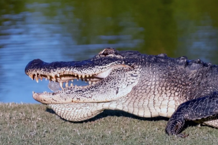 Caimán intenta comerse una tortuga, fracasa y se convierte en blanco de burlas