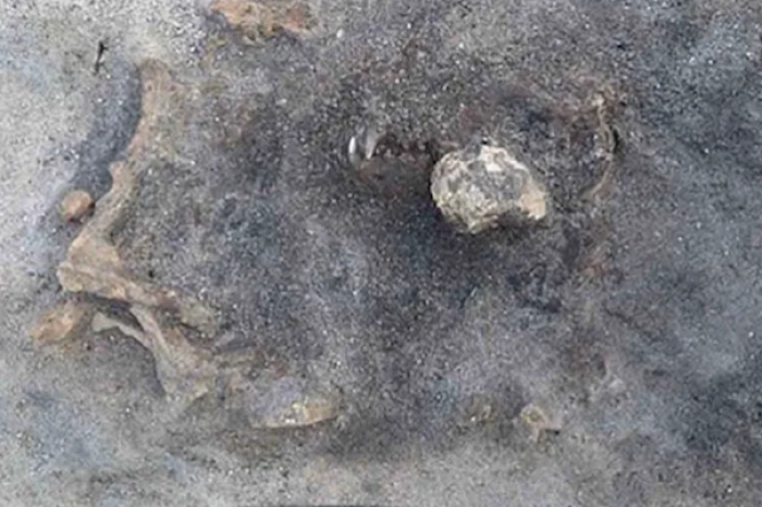 Hallan restos de un perro enterrado junto a hombre de la edad de piedra