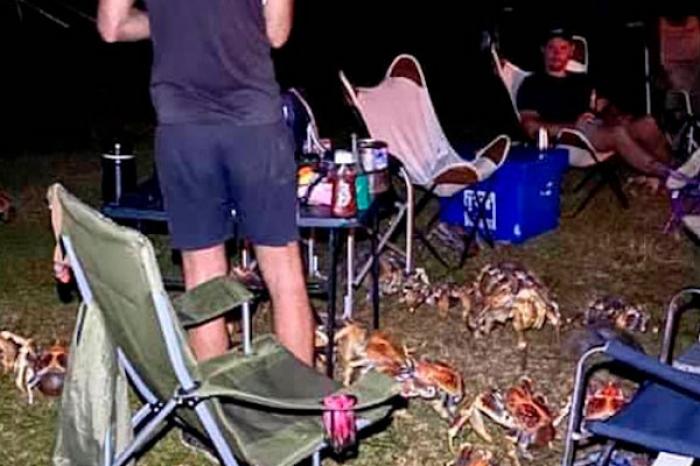 Cangrejos gigantes invaden campamento en isla australiana