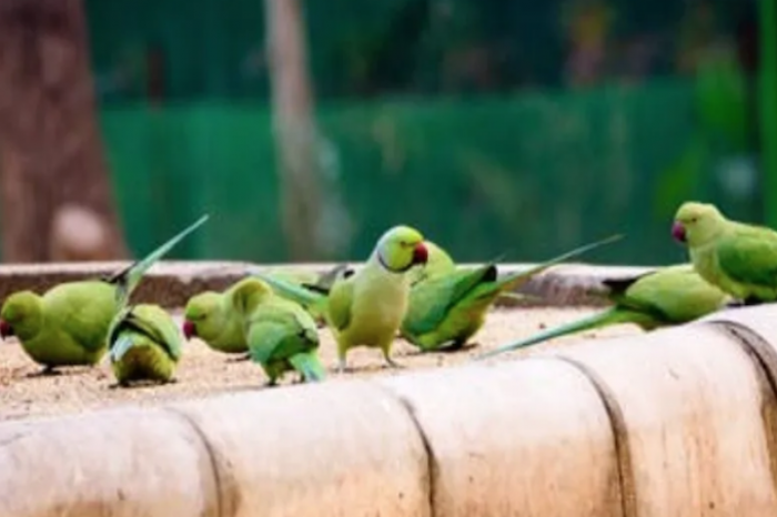 Zoológico aparta a loros por insultar a los visitantes