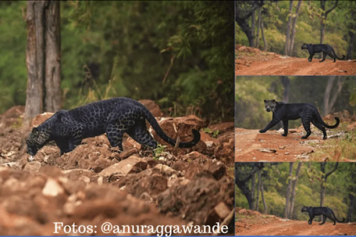 Captan bello y raro leopardo negro en hábitat natural