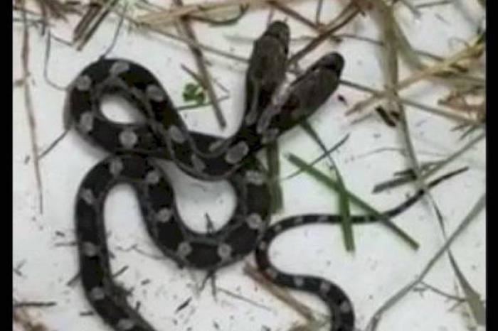 Encuentra serpiente de dos cabezas al limpiar su casa