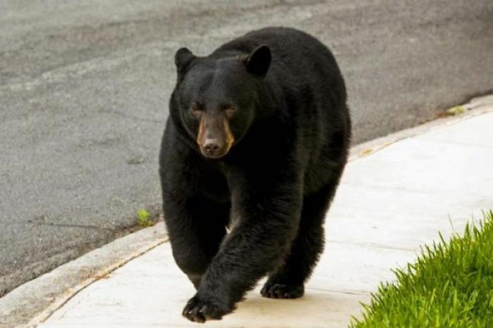 Oso se sube a un camión de la basura en Pensilvania