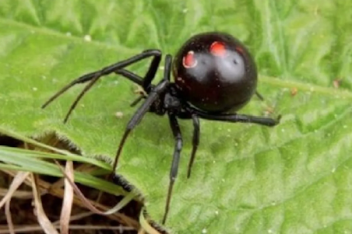 Sale ileso de tiburones pero termina hospitalizado por una araña venenosa