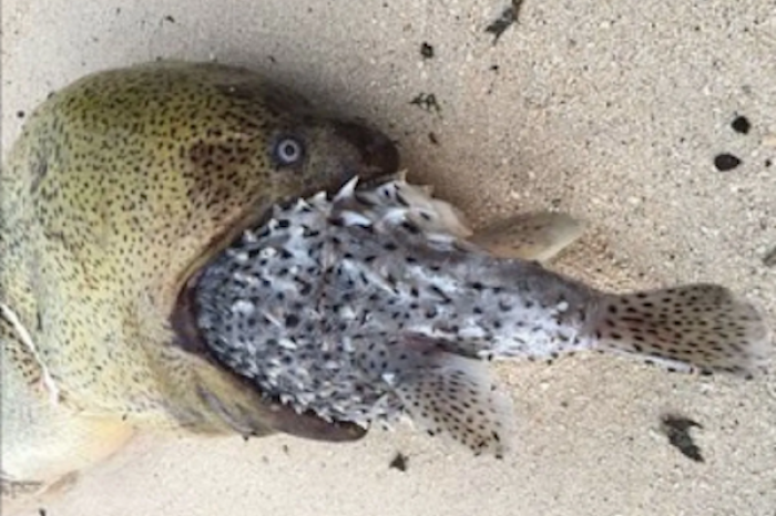 Anguila se asfixia al intentar comerse un pez globo y termina muerta