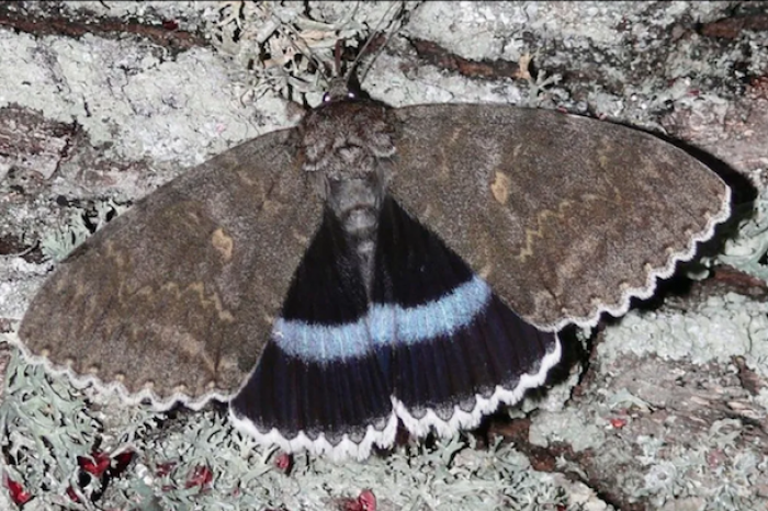 Encuentran rara mariposa en Chernóbil