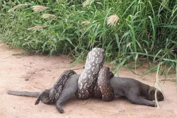 Puma se salva de milagro del ataque de una boa