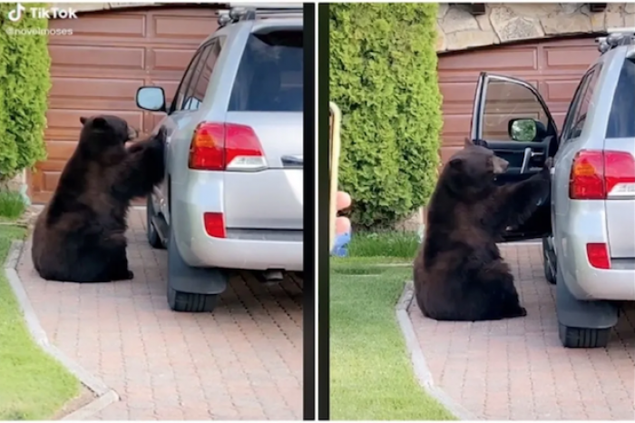 Captan a oso abriendo la puerta de una camioneta