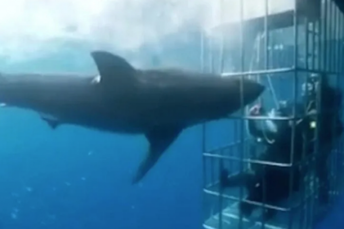 Tiburón intenta romper una jaula con turistas adentro