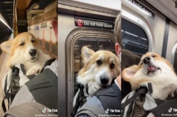 Perro lucha por mantenerse despierto en el metro
