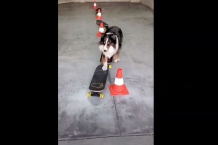 Sorprende perro con sus movimientos en patineta