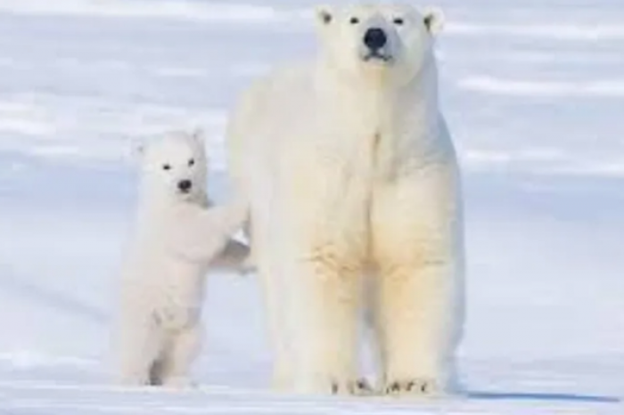 Captan a osos polares registrando un camión