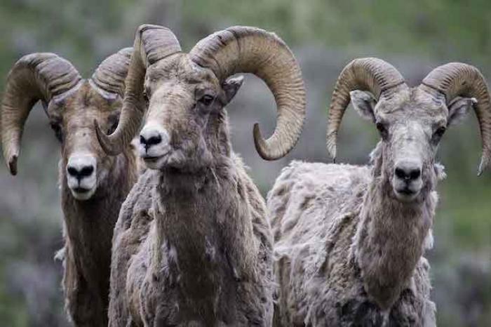 Graban pelea entre borregos cimarrones