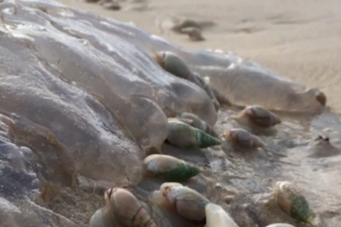 Caracoles devoran a una medusa encallada 