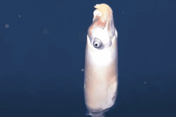 Captan imágenes de uno de los más extraños calamares 