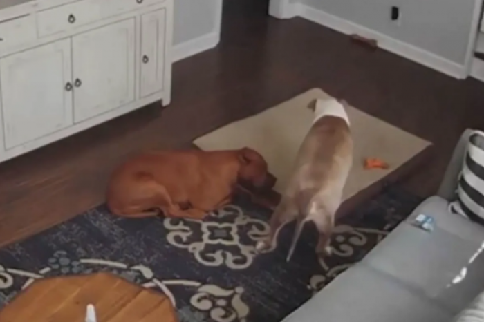 Canino ofrece su cama a su compañero enfermo