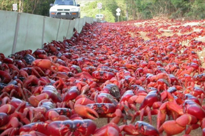 Aparecen cangrejos mutantes en un cementerio