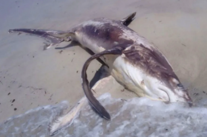 Encuentran un tiburón apuñalado en el corazón por un pez espada