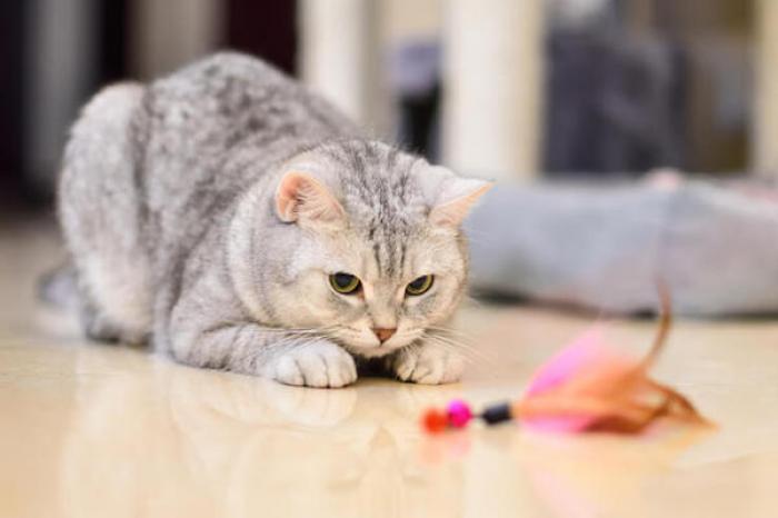 Cómo mantener activo a un gato