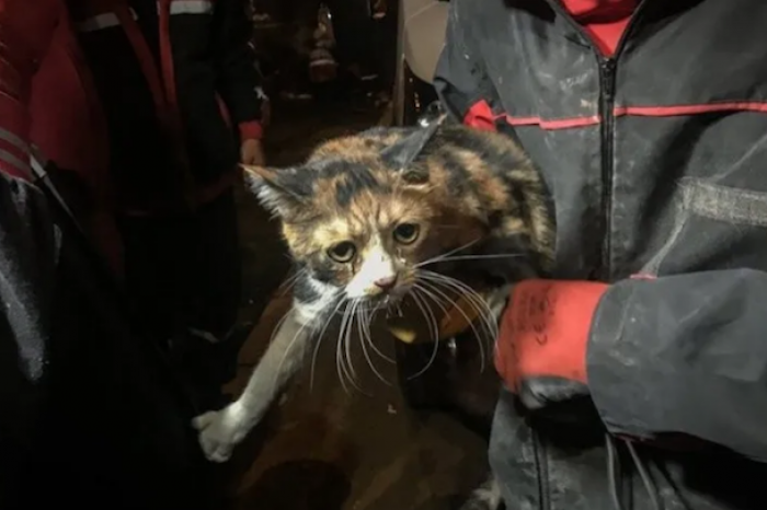 Perro rescatista salva a un gato de los escombros después del terremoto en Turquía