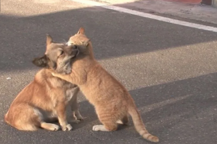 Perro y gato son mejores amigos tras ser abandonados por su dueño