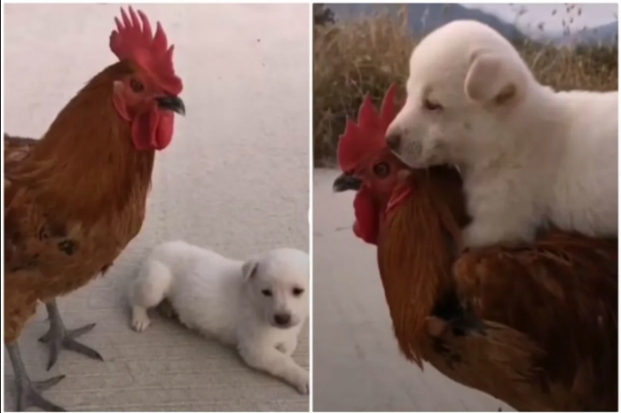 Perrito monta a su amigo gallo como si fuera un caballo