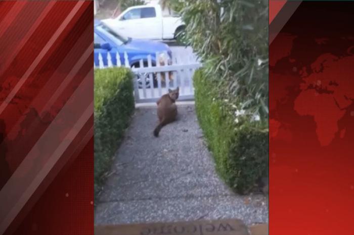 Puma acecha en vecindario