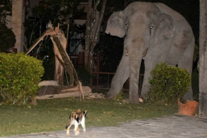Gato asusta a elefante de casi 4 toneladas
