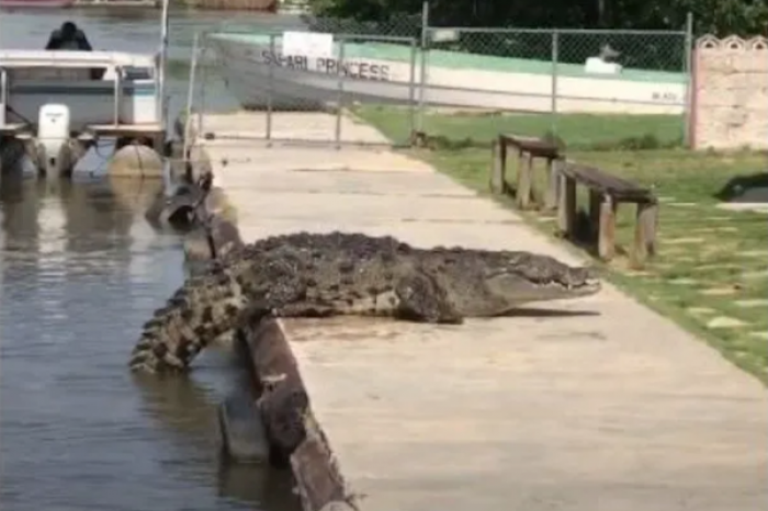 Cocodrilo sorprende a guía turístico