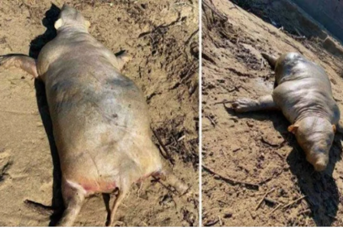 Encuentran extraño animal en una playa