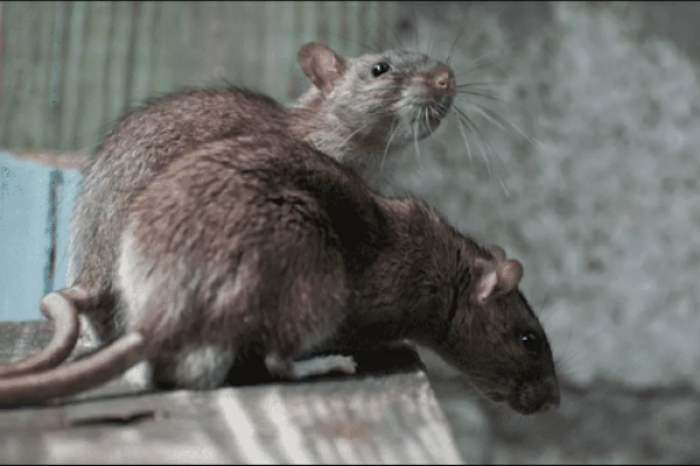 Denuncian plaga de ratas enormes 