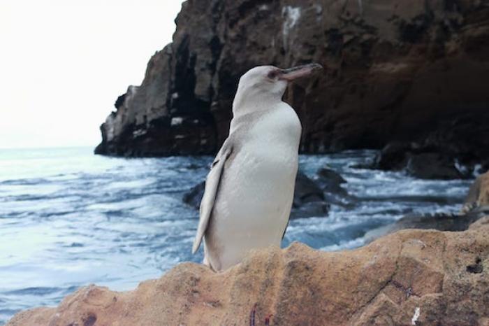 Captan a un extraño pingüino blanco en las Islas Galápagos
