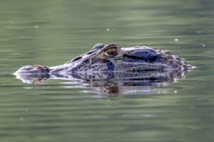 Los caimanes pueden regenerar sus colas como los pequeños reptiles